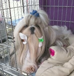 CH. Zen-pa von Lao Tingri - Exc. 3èm