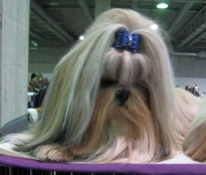 CH. Zen-pa von Lao Tingri - Exc. 1èr, CAC