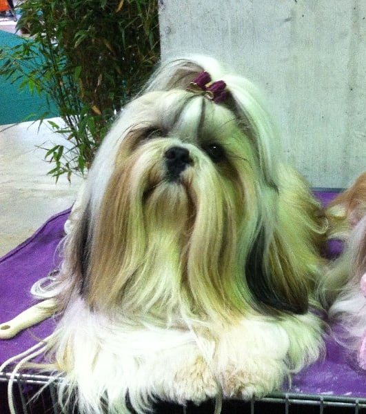 CH. Zen-pa von Lao Tingri - CAC / CACIB / meilleur mâle