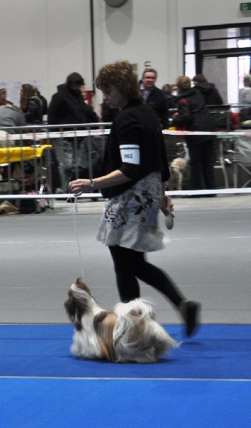 CH. colorio Zsazsa gabor - Exc. 1ère, CAC-VDH, CAC-VK, Reserve-CACIB