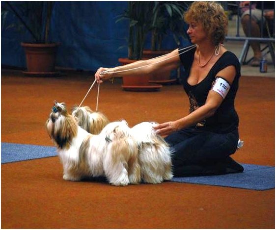 CH. Zhen-lin von Lao Tingri - Zen-pa et Zhen-Lin: