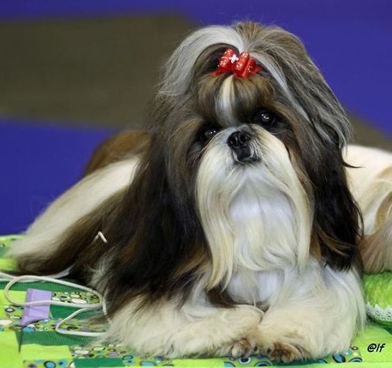 CH. Ang-ki von Lao Tingri - Exc. 1èr, CAC-J et meilleur jeune