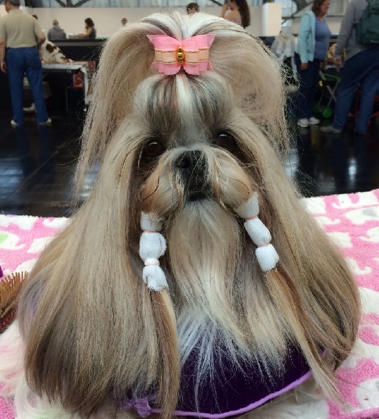 CH. Zhen-lin von Lao Tingri - Exc. 1èr, CAC, CACIB, BOS meilleure femelle