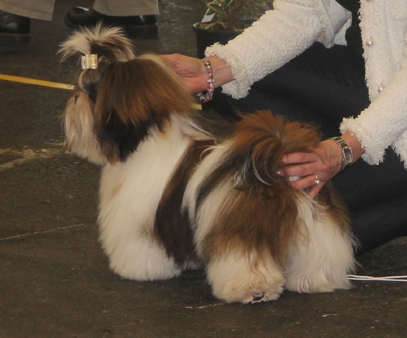 CH. Ang-ki von Lao Tingri - Très prometteur, Meilleur très jeune