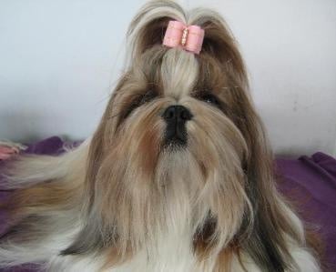 CH. colorio Zsazsa gabor - Excellent 2ème, Reserve CAC-VDH