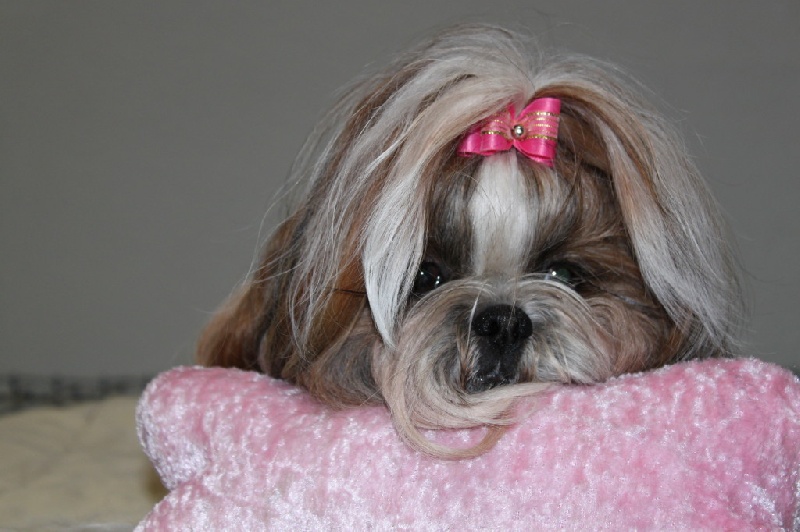 CH. colorio Zsazsa gabor - Excellent 3ème