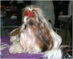 CH. colorio Zsazsa gabor - Excellent 3ème