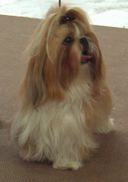 CH. Anjou du Golden Palace - Très bon 3ème