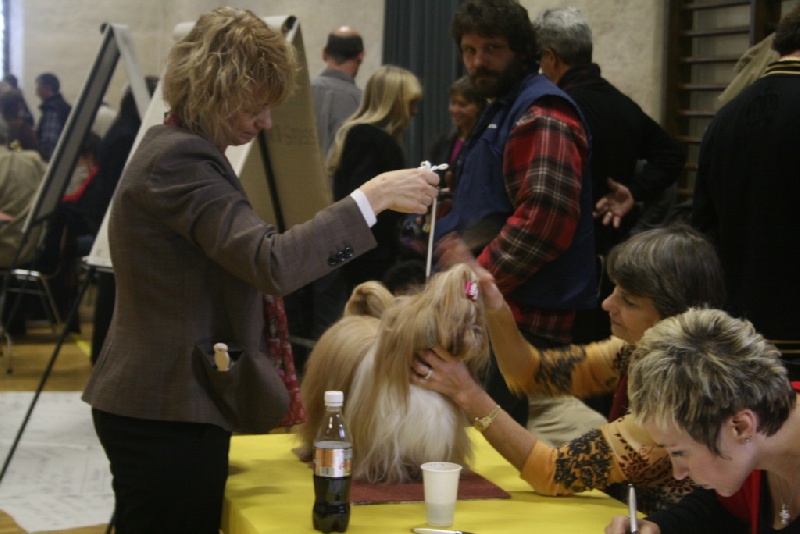 CH. Anjou du Golden Palace - Excellent 2ème R-CAC