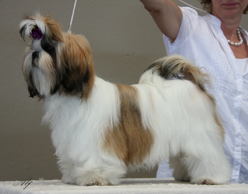 CH. Zhen-lin von Lao Tingri - Très prometteur (pas de classement en classe puppy)
