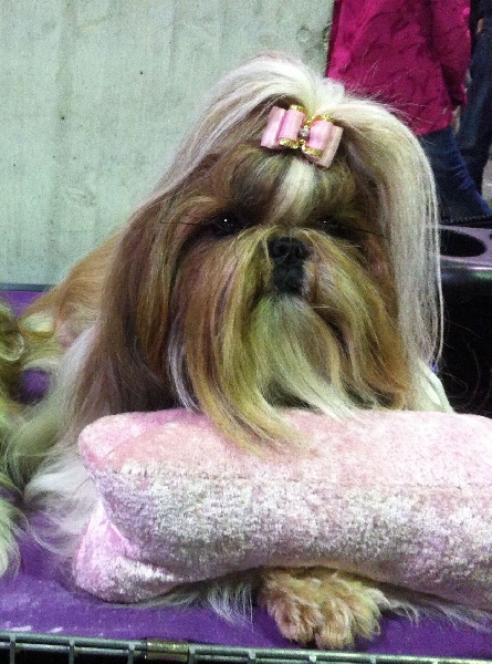 CH. colorio Zsazsa gabor - CAC / R-CACIB