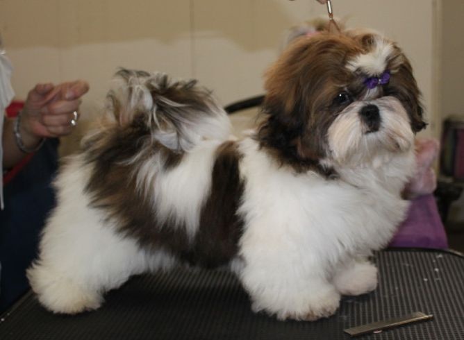 CH. Ang-ki von Lao Tingri - très prometteur. Meilleur Bébé