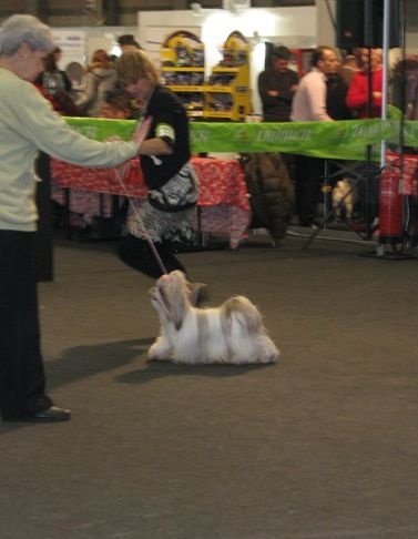 CH. Zhen-lin von Lao Tingri - Exc. 1ère, CAC, Reserve-CACIB (= CACIB, derrière la Champion, alors récupérable)