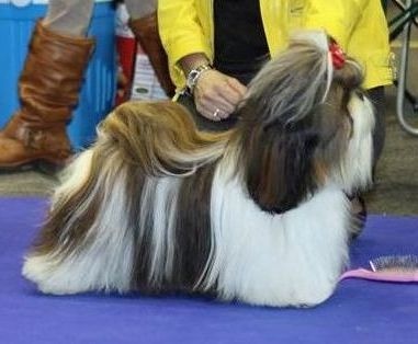 CH. Ang-ki von Lao Tingri - Exc. 4èm