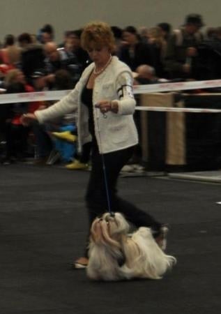 CH. Zen-pa von Lao Tingri - Excellent 1èr, CAC-VDH, CAC-VK, Sieger Karlsruhe