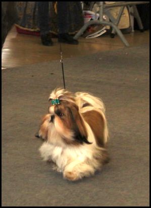 CH. colorio Zsazsa gabor - Excellent 1ère JCAC jeune, Meilleur jeune