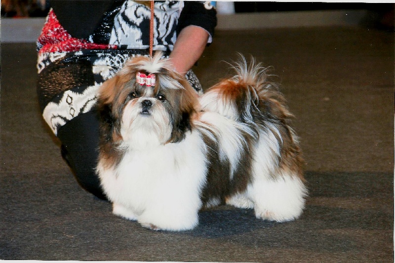 CH. Ang-ki von Lao Tingri - très prometteur. Meilleur très jeune