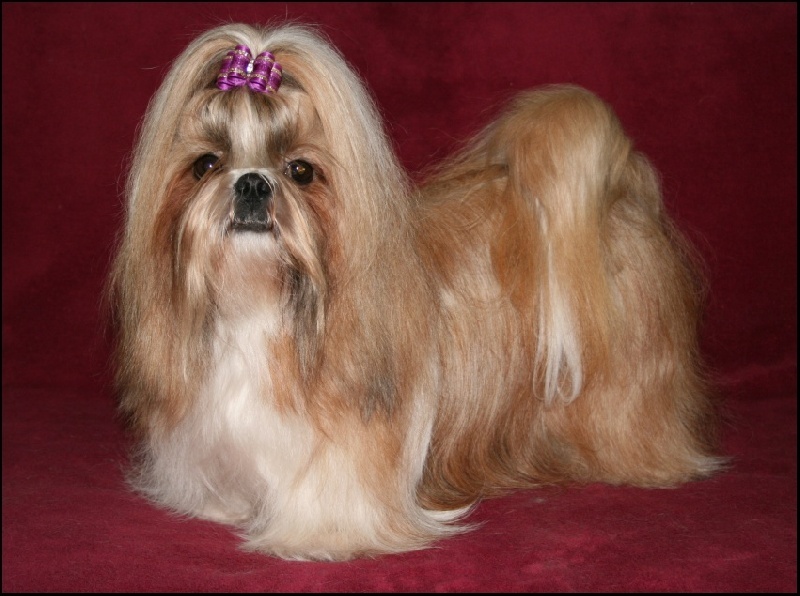 CH. Anjou du Golden Palace - Excellent 1ère, CAC CACIB