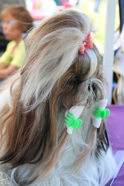 CH. colorio Zsazsa gabor - Excellent 3ème