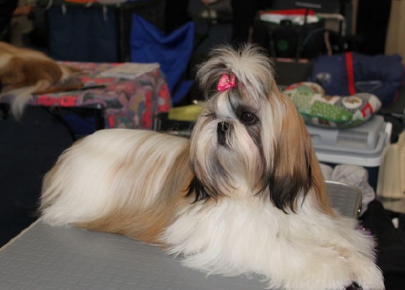 CH. Zhen-lin von Lao Tingri - Excellent 1ère J-CAC et meilleur Jeune