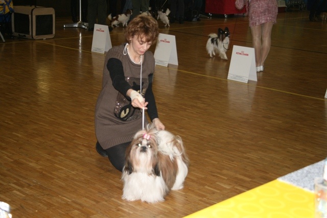 CH. colorio Zsazsa gabor - Excellent 1ère, CAC jeune