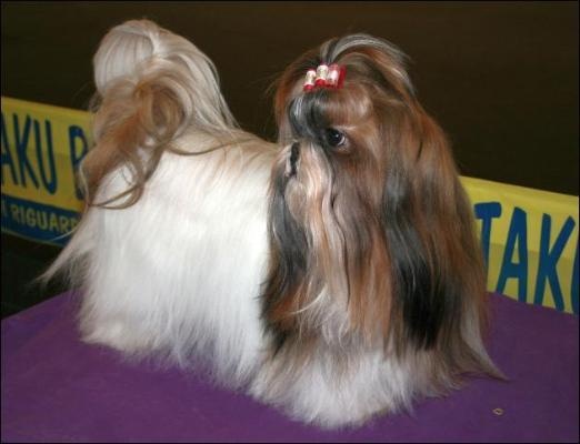 Venus von Lao Tingri - Excellent 1ère Classe intermédiaire