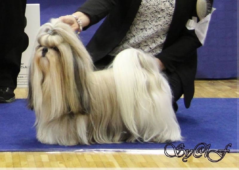 CH. Zen-pa von Lao Tingri - Exc. 1èr, CAC