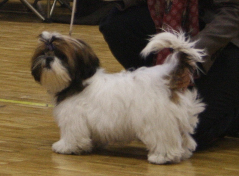 Venus von Lao Tingri - Très Prometteur 2ème