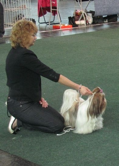 CH. colorio Zsazsa gabor - Excellent 1ère, CAC-VDH, CAC-VK , BOS