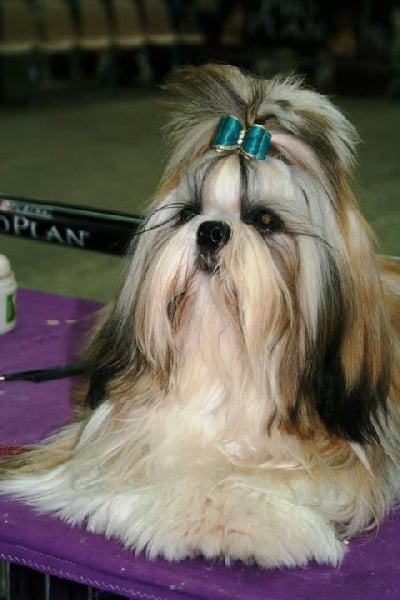 CH. Zen-pa von Lao Tingri - 2ème excellent, classe jeune