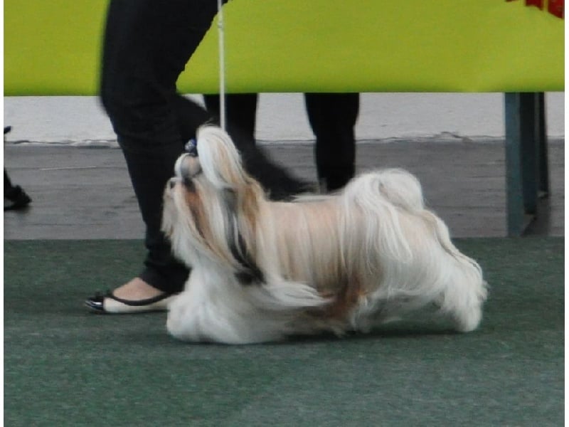 CH. Zen-pa von Lao Tingri - Excellent 1èr, CAC-VDH, CAC-VK , BOS, BOB