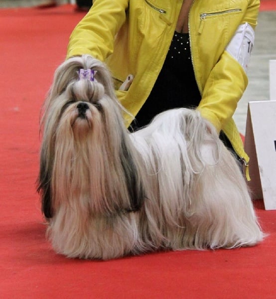 CH. Zen-pa von Lao Tingri - Exc. 1èr, CAC, CACIB et meilleur de race BOB