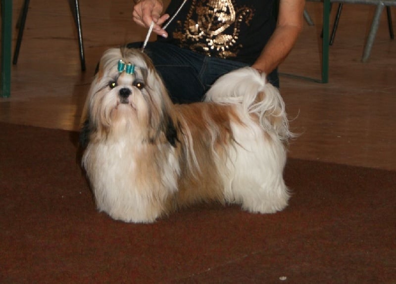 CH. Zen-pa von Lao Tingri - Exc 2ème classe jeune