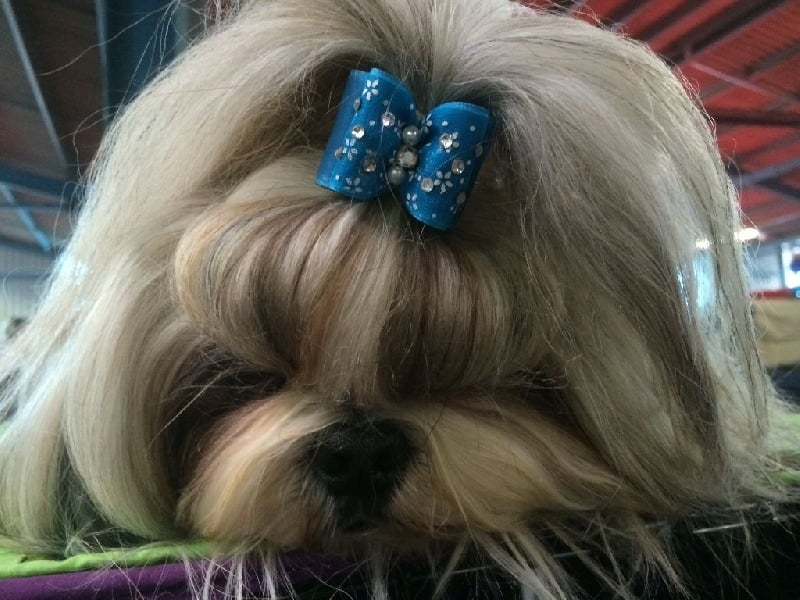 CH. Zen-pa von Lao Tingri - Exc. 2èm, R-CAC VDH, R-CAC-VK