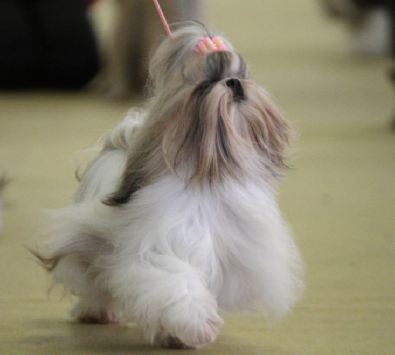 CH. Zhen-lin von Lao Tingri - Excellent 1ère, CAC en cl. ouverte