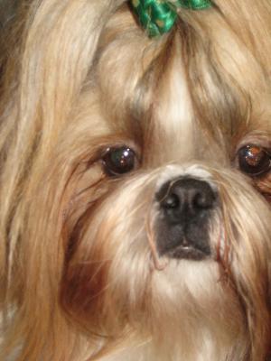 CH. Anjou du Golden Palace - Excellent 4ème