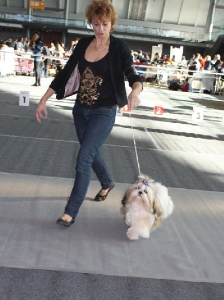 CH. Zen-pa von Lao Tingri - Exc. 1ère, J-CAC-VDH, Jugendsieger