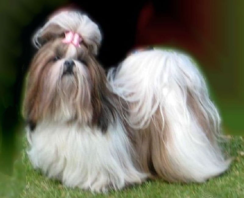 CH. colorio Zsazsa gabor - Exc.1èr, CAC, CACIB, BOS