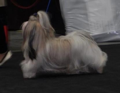CH. Zen-pa von Lao Tingri - Excellent 1èr, CAC-VDH, CAC-VK, Reserve CACIB