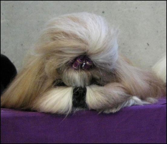 CH. Anjou du Golden Palace - Excellent 1ère, CAC Reserve-CACIB