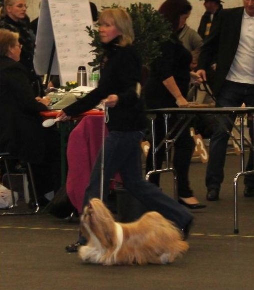 CH. Anjou du Golden Palace - Excellent 1ère, CAC