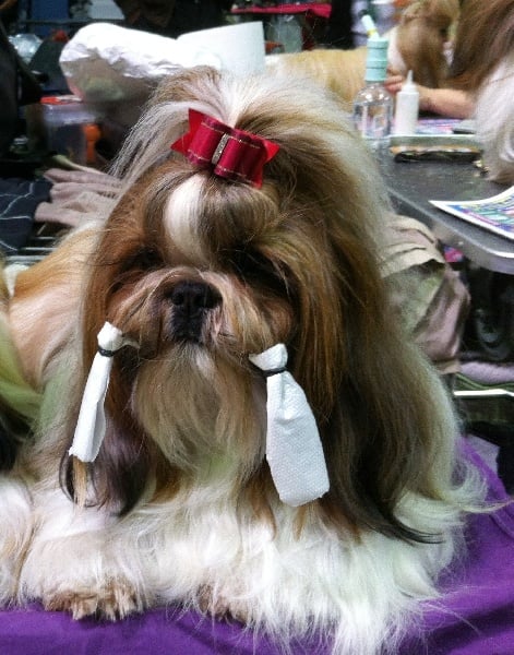 CH. colorio Zsazsa gabor - Exc. 3ème