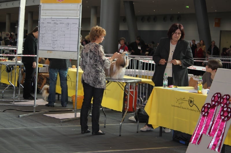 CH. Zen-pa von Lao Tingri - Excellent 1ère, J-CAC-VDH, J-CAC-VK, Jugendsieger