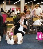 CH. colorio Zsazsa gabor - TB 3ème