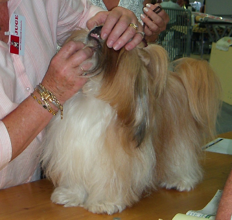 CH. Anjou du Golden Palace - Excellent 4ème