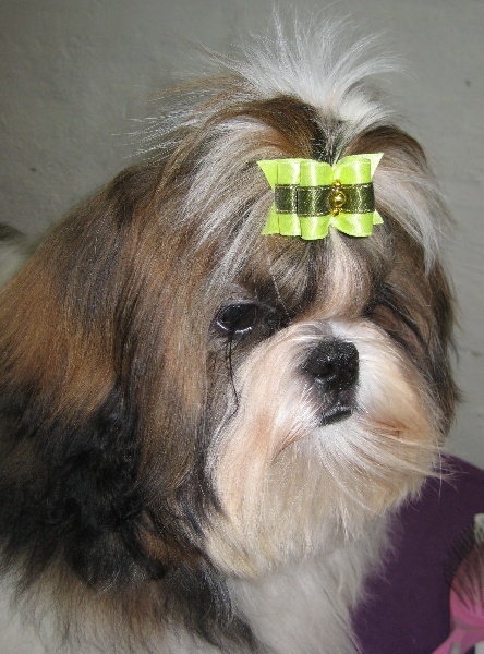 CH. Ang-ki von Lao Tingri - Très prometteur, Meilleur très jeune