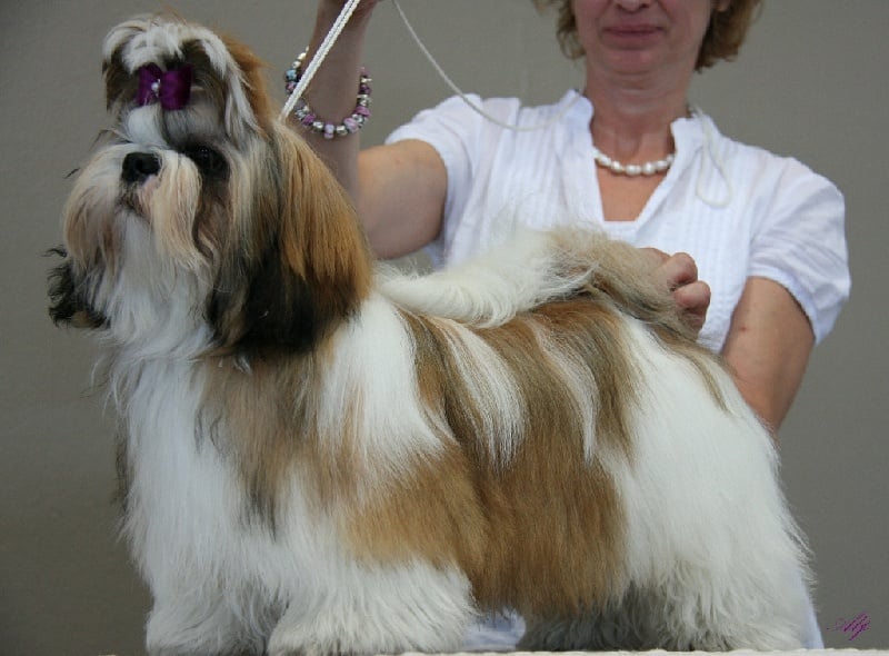 CH. Zen-pa von Lao Tingri - Très prometteur (pas de classement en classe puppy)