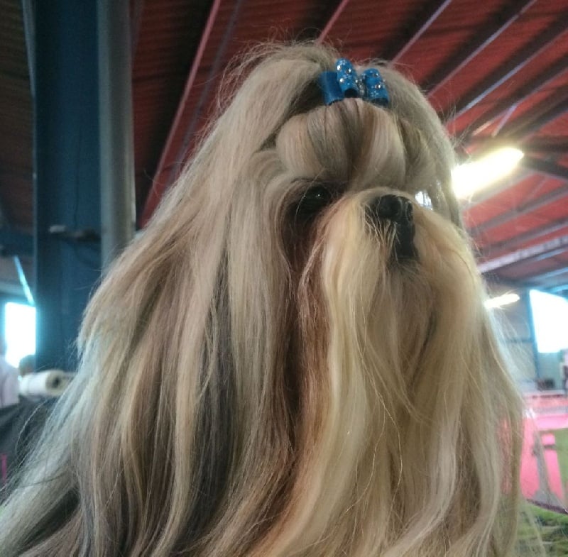 CH. Zen-pa von Lao Tingri - Sélectionné dans les 5 premièrs