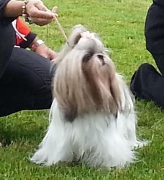 CH. Zhen-lin von Lao Tingri - Exc 2èm, R-CAC