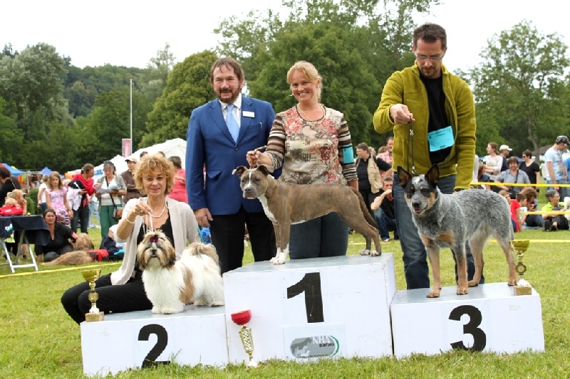 CH. Zhen-lin von Lao Tingri - Très Prometteur 1ère, meilleure très jeune